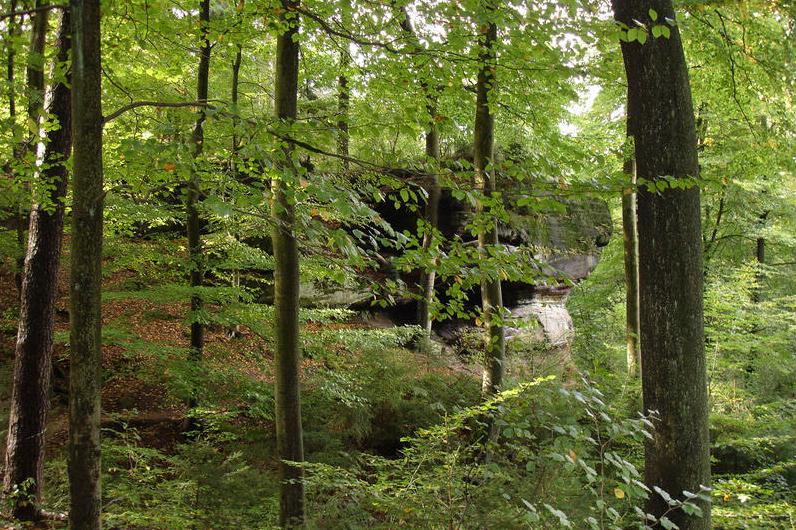 Blick durch die Blätter auf einen Fels im Kirkeler Wald