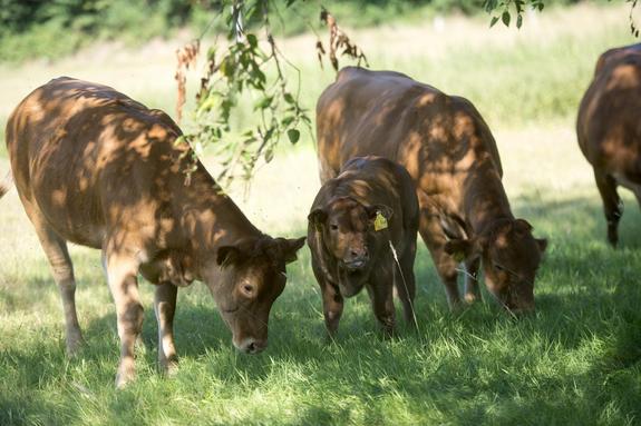 Kühe auf einer Wiese im Bliesgau