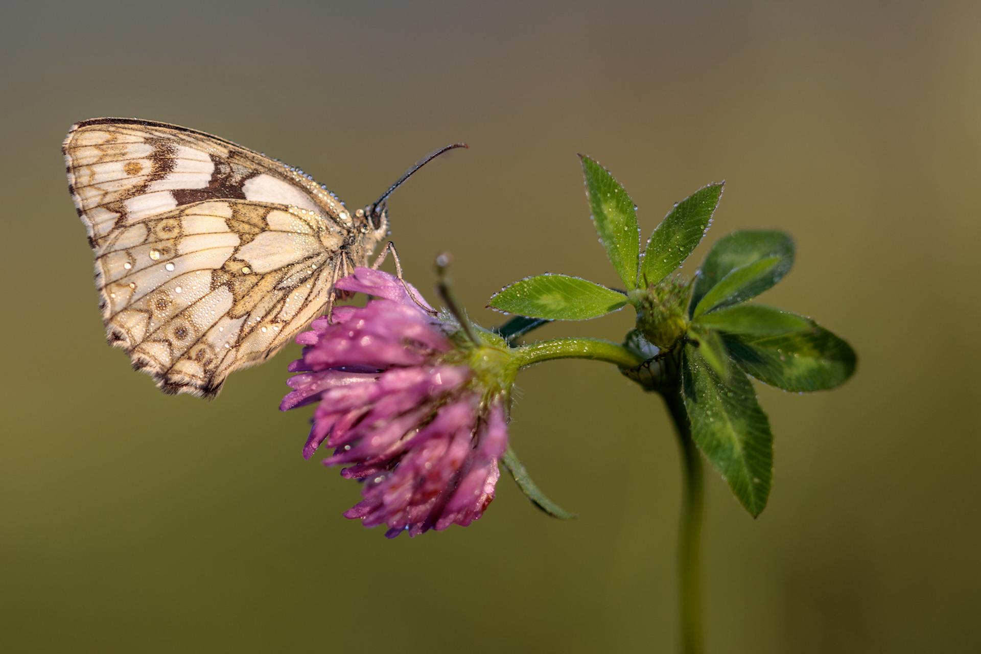 Ein Schachbrettfalter, ein Schmetterling, sitzt auf einer Blüte, bedeckt mit Tautropfen