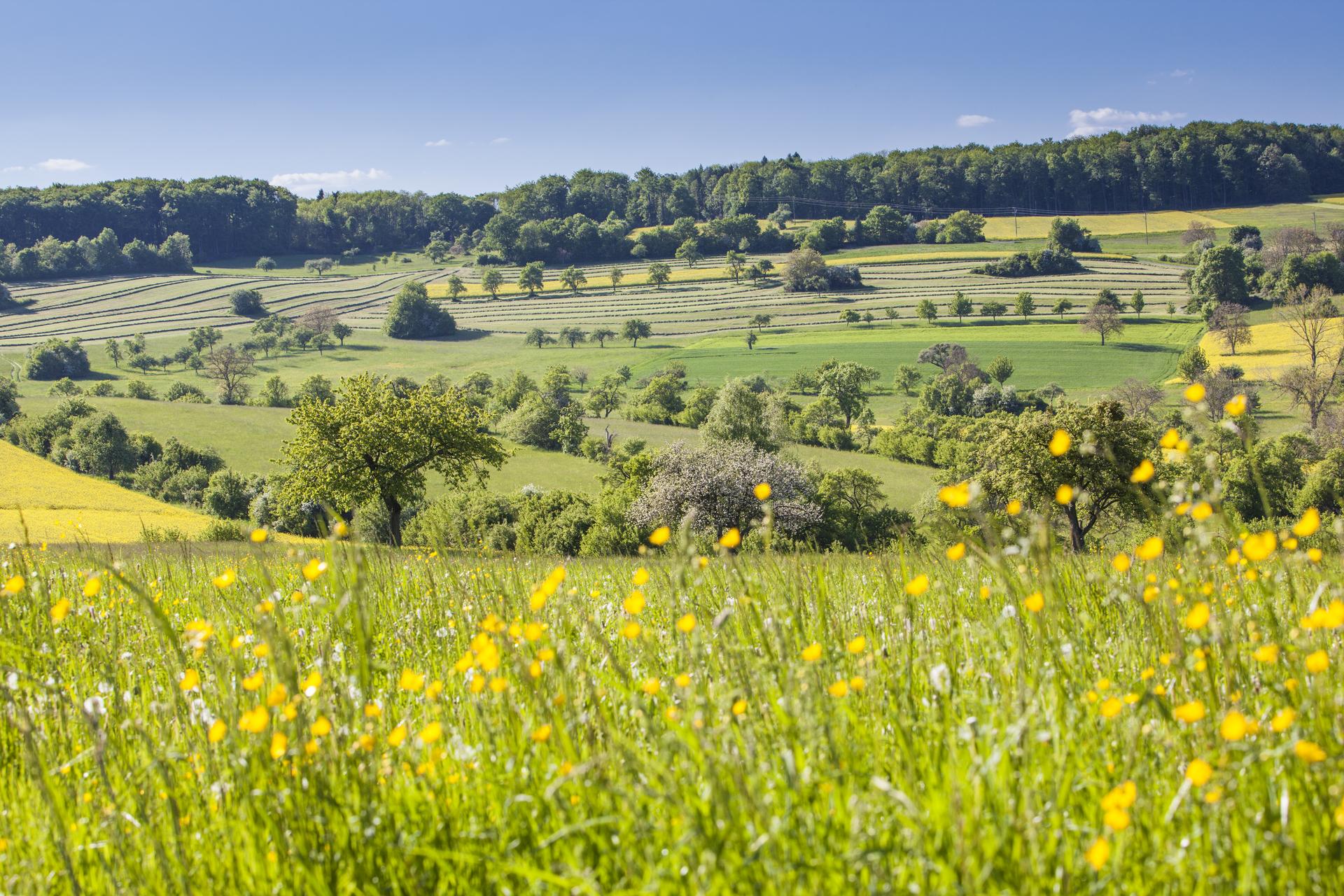 Blick über die Felder und Streuobstwiesen mit gelben Blumen